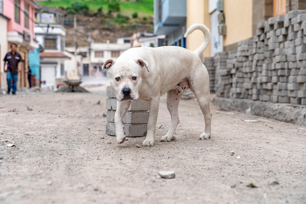 Hond op de stadsstraat