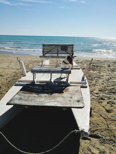 Hond op een boot op het strand tegen de lucht