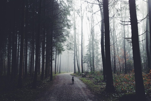 Hond op een lege weg in het bos tijdens mistig weer