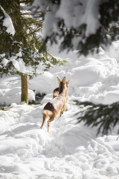 Foto hond op een met sneeuw bedekt landschap