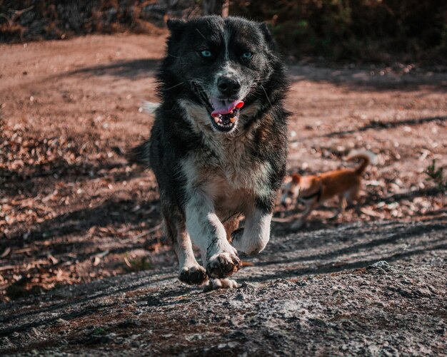 Foto hond op een onverharde weg