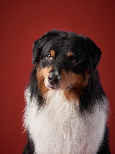 Hond op een rode achtergrond Australian Shepherd studioportret