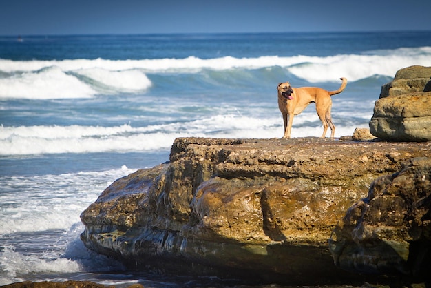 Hond op een rots op het strand