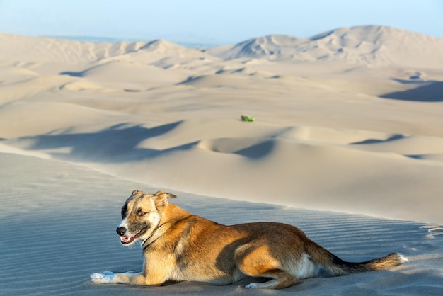 Hond op een zandduin in de woestijn