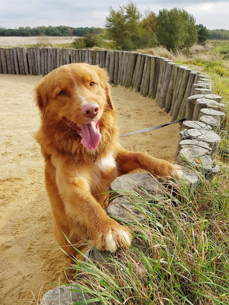 Foto hond op gras tegen bomen