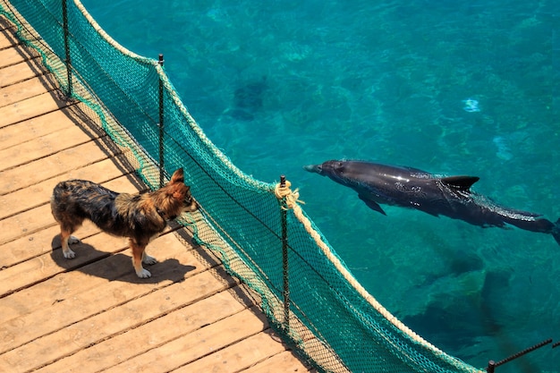 Hond op het dok en dolfijnen in de zee