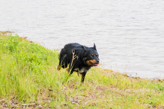 Foto hond op het gras bij het water