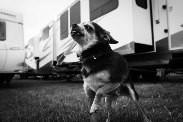 Foto hond op het gras tegen de aanhangwagen