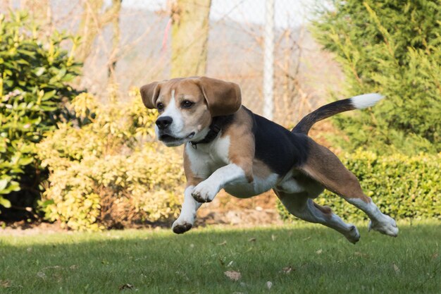 Foto hond op het gras.