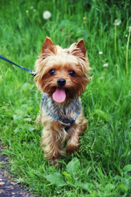 Hond op het gras.