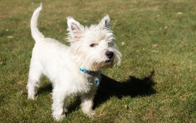 Foto hond op het gras.