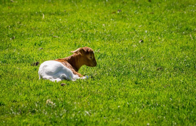 Foto hond op het grasveld