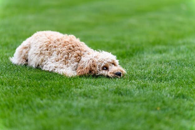 Foto hond op het grasveld