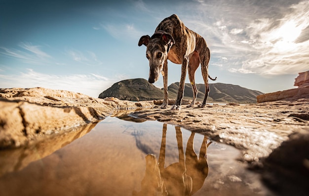 Hond op het land bij de plas tegen de lucht