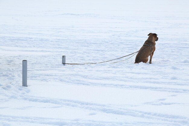 Foto hond op het sneeuwveld