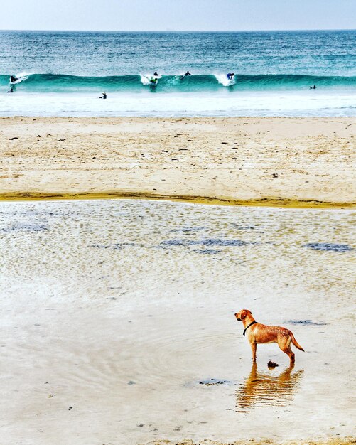 Foto hond op het strand bij de zee tegen de lucht