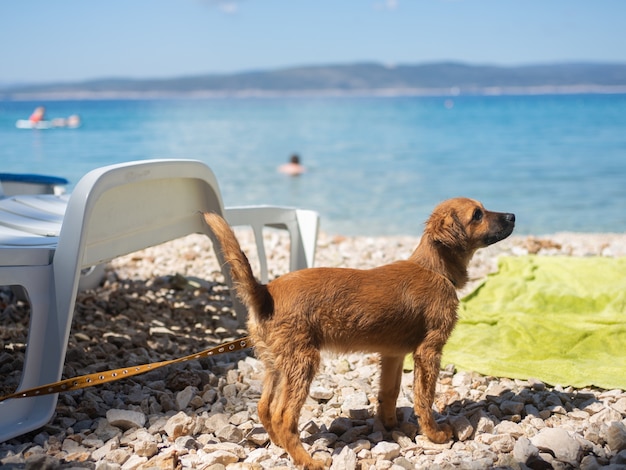 Hond op het strand van de Adriatische kust