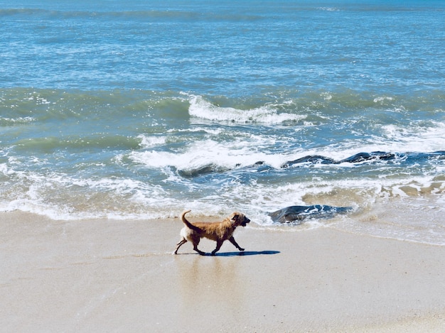 Hond op het strand.