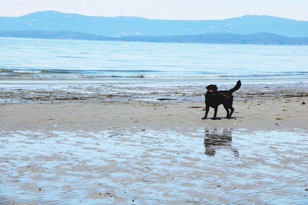 Foto hond op het strand.