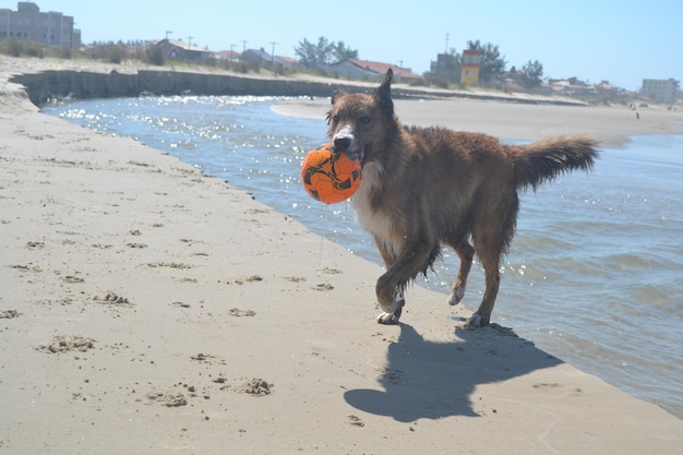 Foto hond op het strand.