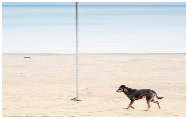 Foto hond op het strand.