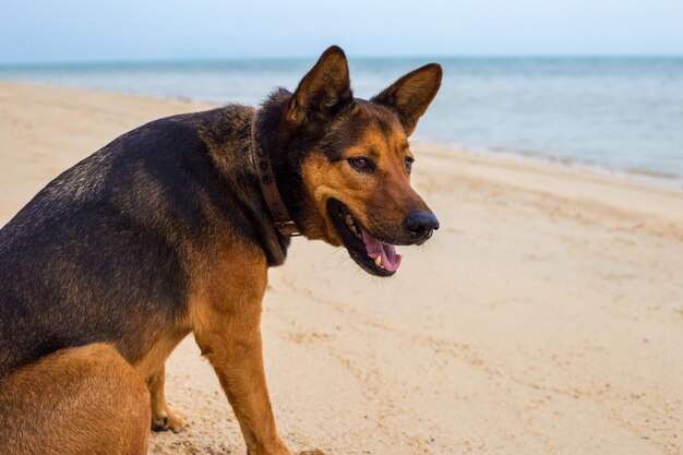 Foto hond op het strand.