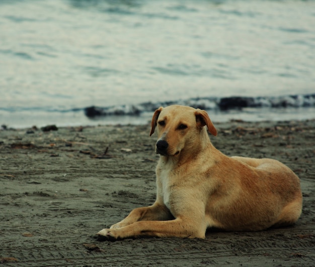 Hond op het strand