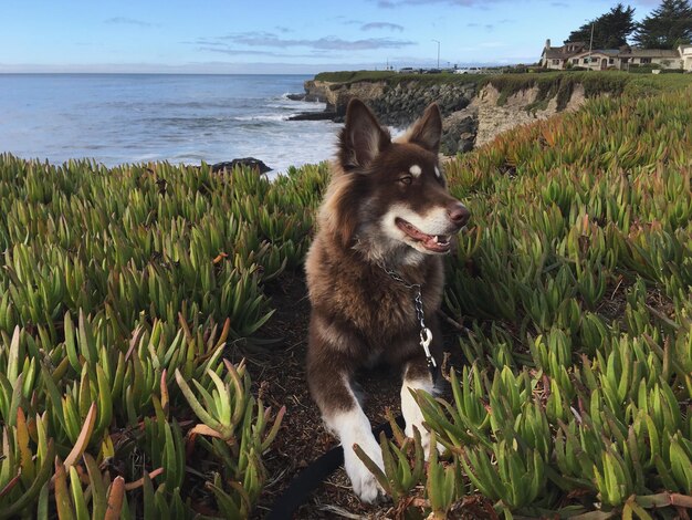 Foto hond op het veld bij de zee tegen de lucht