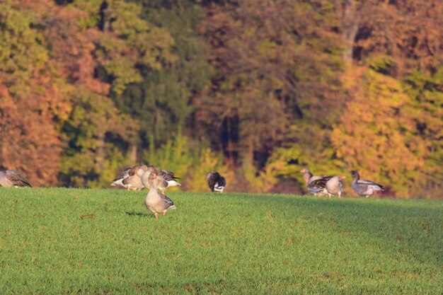 Hond op het veld in de herfst