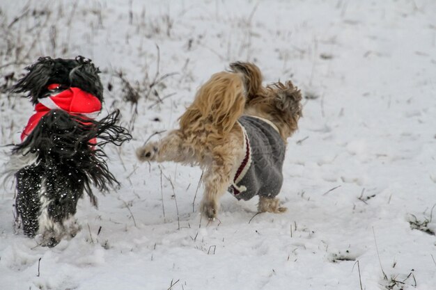 Foto hond op het veld in de winter