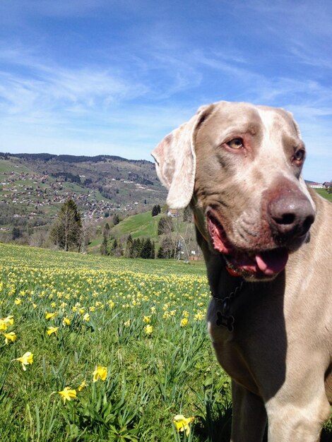 Foto hond op het veld tegen de lucht