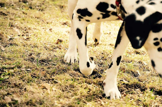 Foto hond op het veld