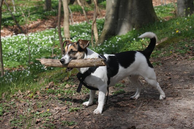 Foto hond op het veld