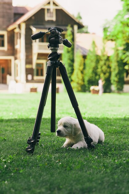 Foto hond op het veld