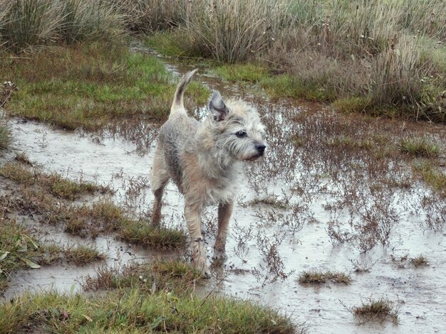 Hond op het veld