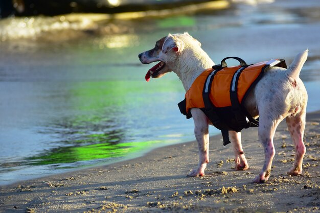 hond op het zand