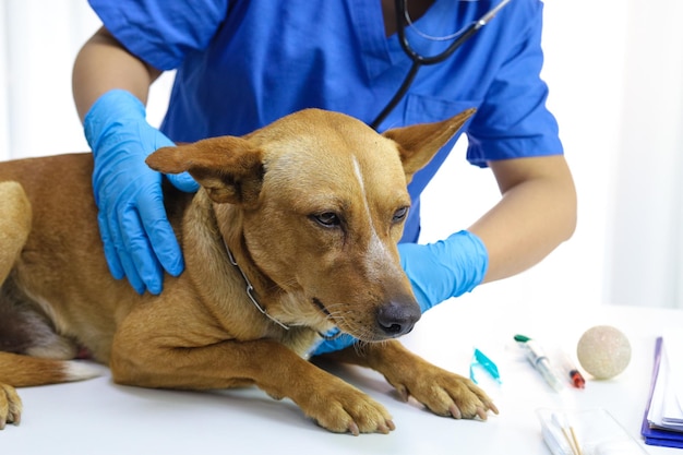 Hond op onderzoekstafel van veterinaire kliniek Veterinaire zorg Dierenarts arts en hond