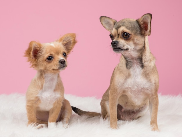 Hond op roze achtergrond