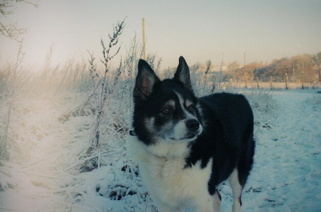 Foto hond op sneeuw bedekt land