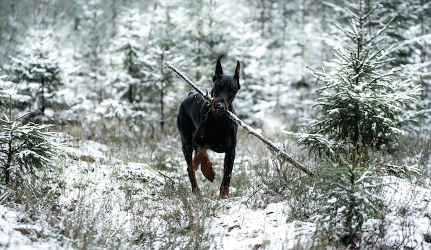 Foto hond op sneeuw bedekt land