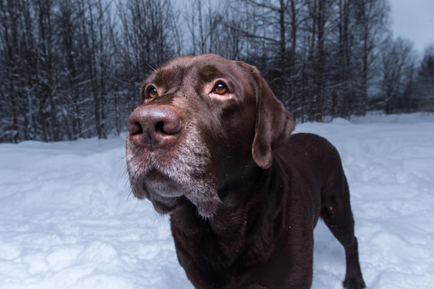 Hond op sneeuwbedekt land