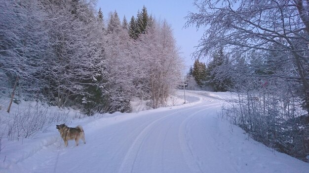 Foto hond op sneeuwbedekte bomen in de winter