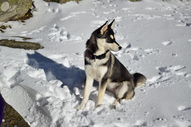 Foto hond op sneeuwveld in de winter