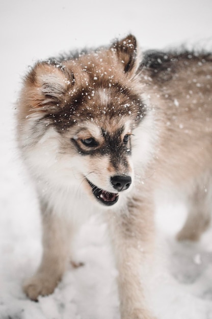 Hond op sneeuwveld sneeuw in bont