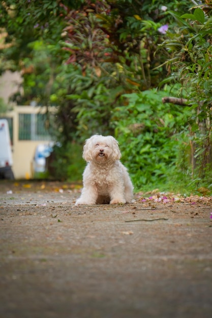 Hond op straat