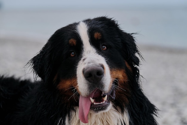 Hond op vakantie kijkt zorgvuldig met plezier zijn tong uitsteekt Portret van pluizige berghond Charmante Berner Sennenhond besteedt vakantie aan zee close-up portret