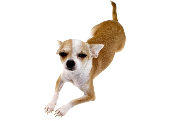 Hond op witte achtergrond