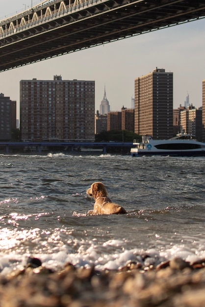 Foto hond op zee bij gebouwen tegen de lucht