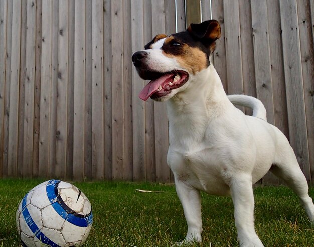 Foto hond op zoek naar een bal