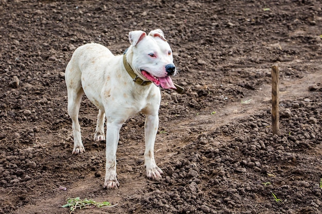 Hond pitbull in veld nauw naar voren starend